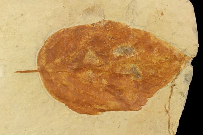 Fossil Leaf (Beringiaphyllum) - Montana #93670